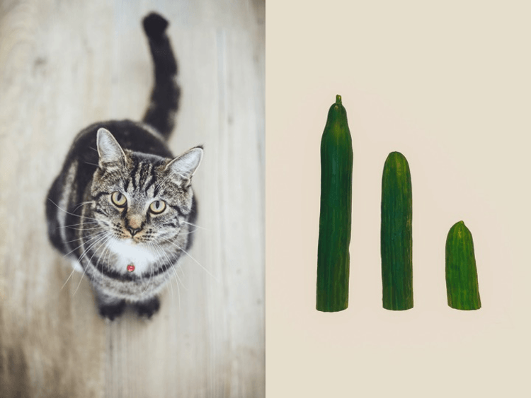 picture of a cat and some cucumbers